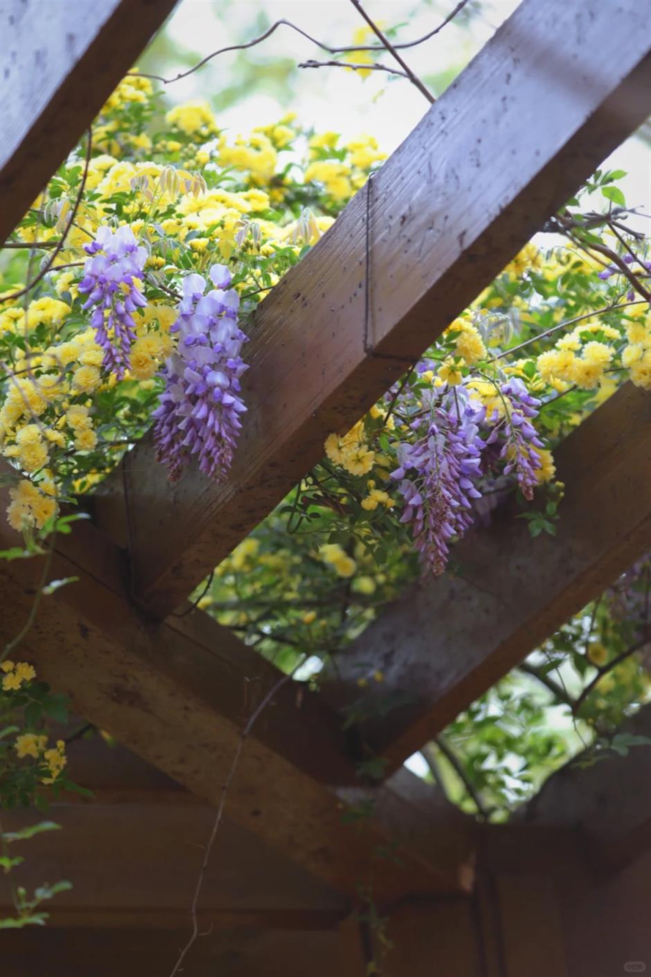 喜林草、虞美人、黄木香……上海市中心這個免費公園被絢爛花海包圍啦!