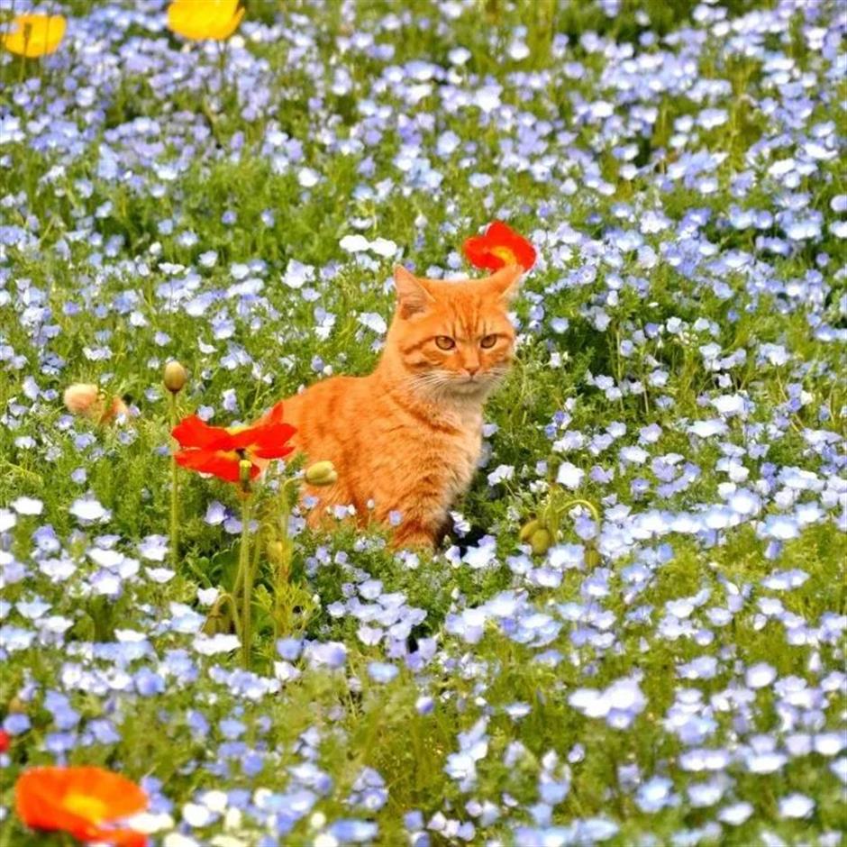 魔都治愈系梦幻花海~限时观赏正当时