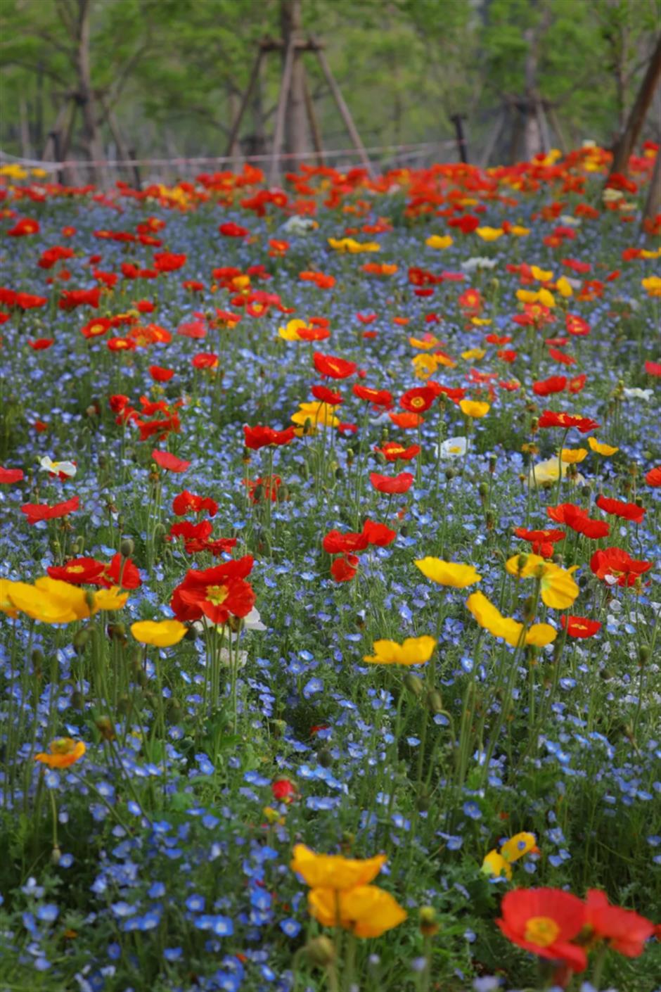 喜林草、虞美人、黄木香……上海市中心這個免費公園被絢爛花海包圍啦!