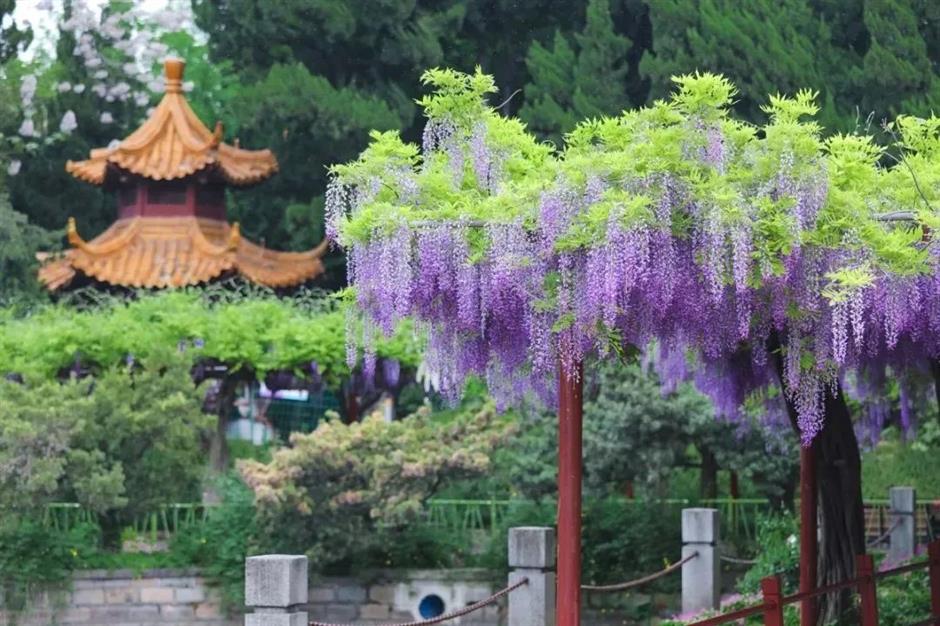 免费入园!紫藤