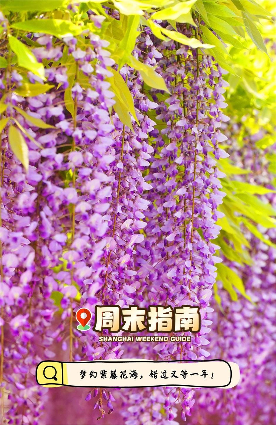 免费入园!紫藤