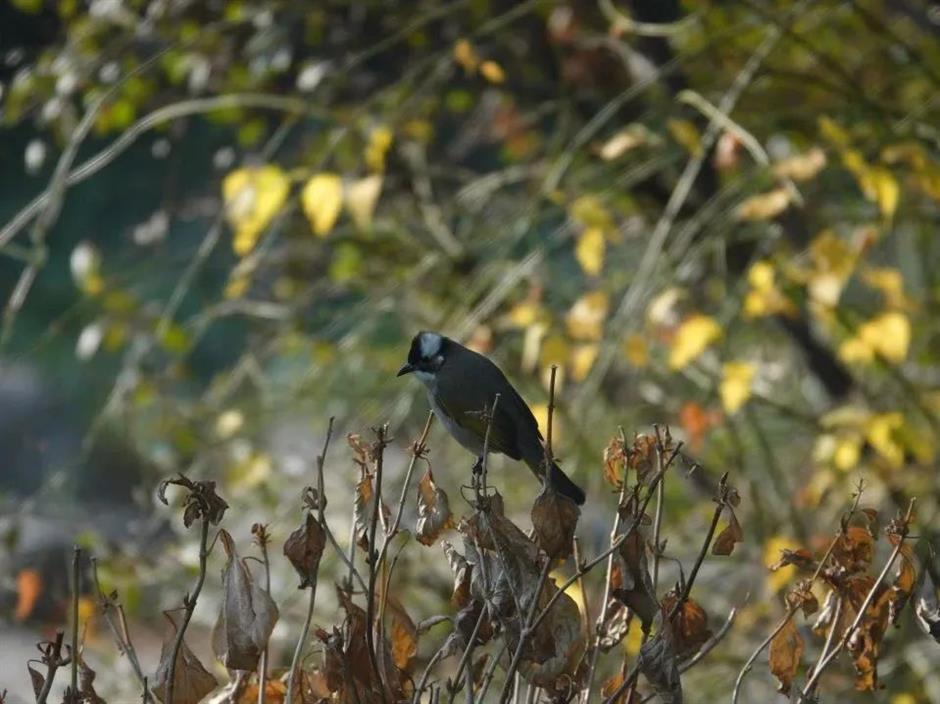 想不到魔都也有拍鸟天堂!明星同款绝佳摄影指南→