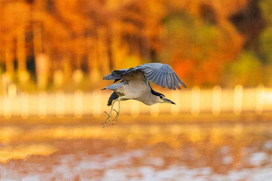 想不到魔都也有拍鸟天堂!明星同款绝佳摄影指南→