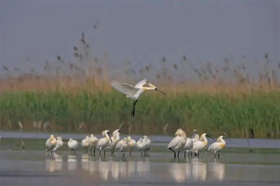想不到魔都也有拍鸟天堂!明星同款绝佳摄影指南→