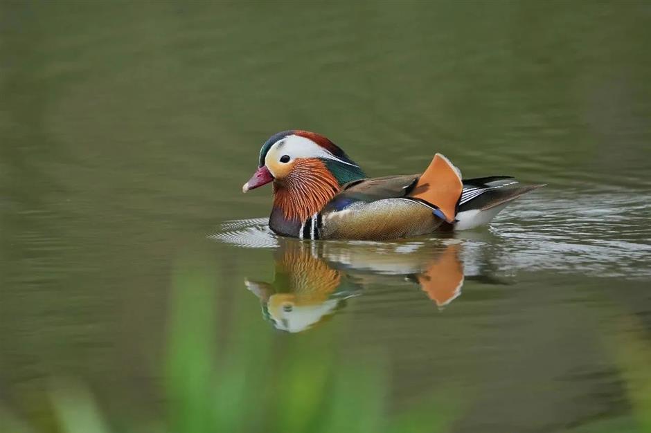 想不到魔都也有拍鸟天堂!明星同款绝佳摄影指南→