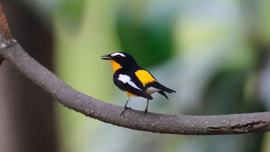 想不到魔都也有拍鸟天堂!明星同款绝佳摄影指南→