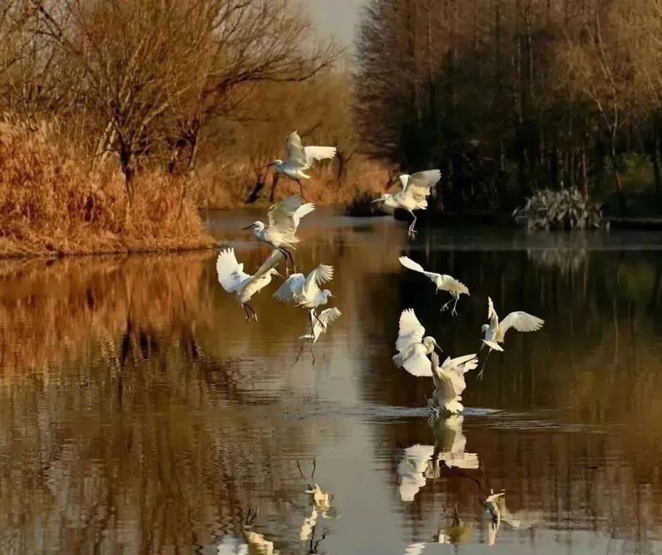 想不到魔都也有拍鸟天堂!明星同款绝佳摄影指南→