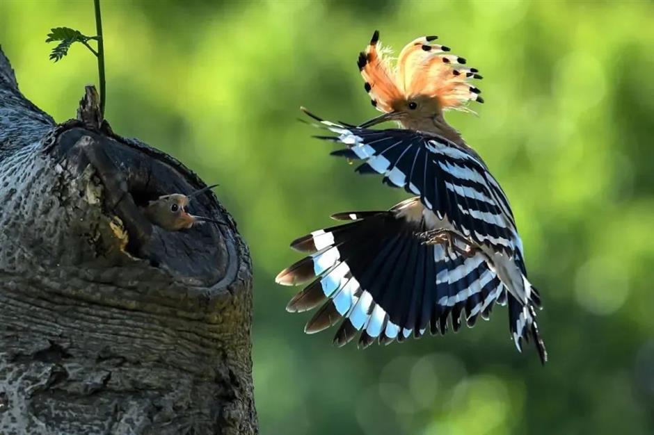 想不到魔都也有拍鸟天堂!明星同款绝佳摄影指南→