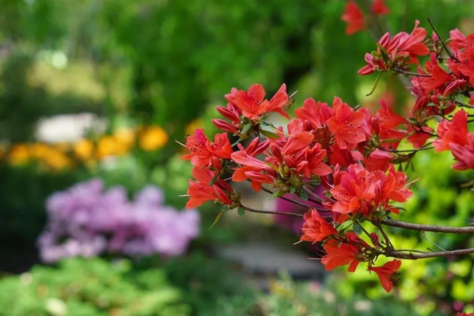 免费打卡瀑布仙境、杜鹃花海……上海市中心的神秘山谷美翻了!