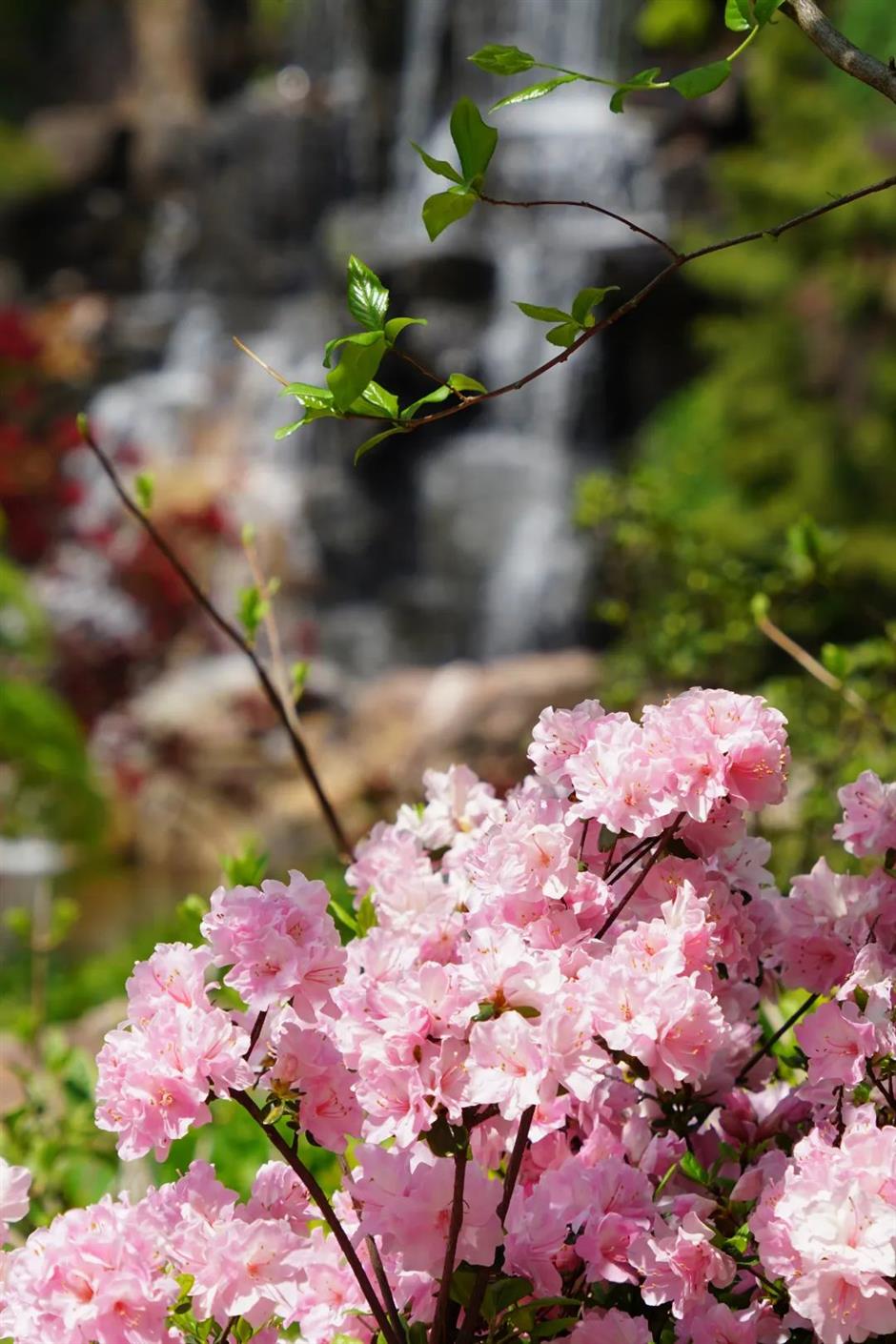免费打卡瀑布仙境、杜鹃花海……上海市中心的神秘山谷美翻了!
