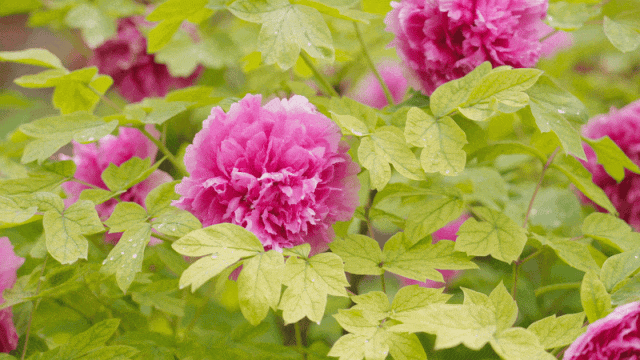 春色最浓处, 沪上