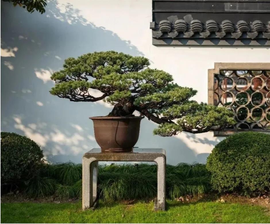 春色最浓处, 沪上