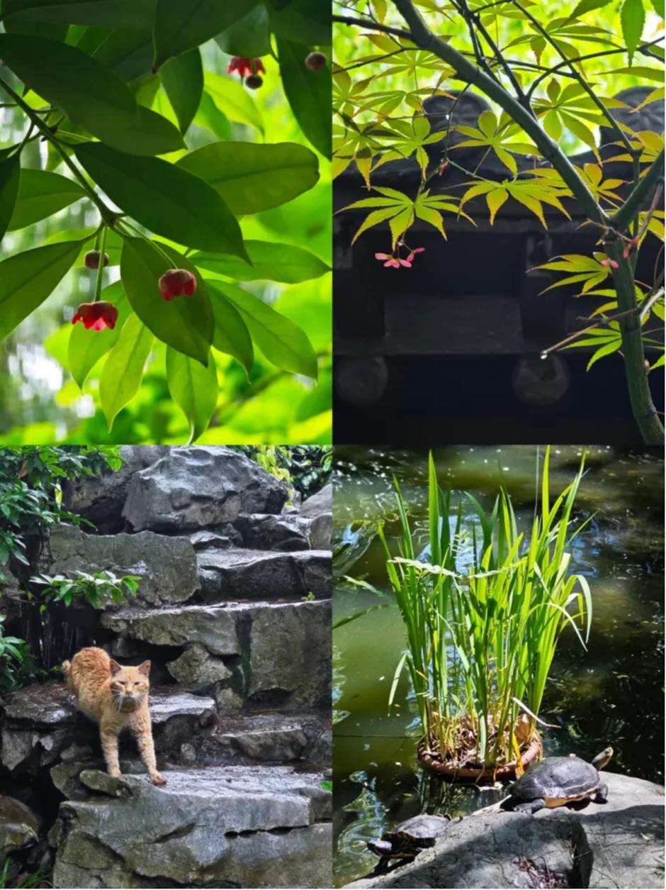 春色最浓处, 沪上