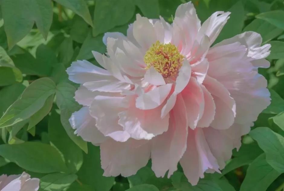 春色最浓处, 沪上