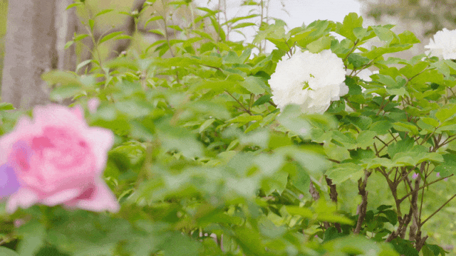 春色最浓处, 沪上