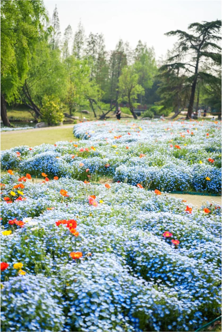 春色最浓处, 沪上