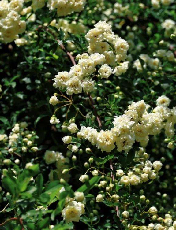 上海市區第一波月季花開了!愛心拱門超浪漫超出片免費打卡