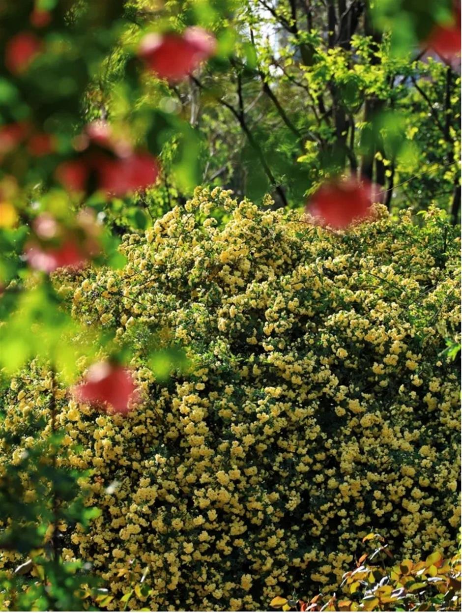 上海市區第一波月季花開了!愛心拱門超浪漫超出片免費打卡