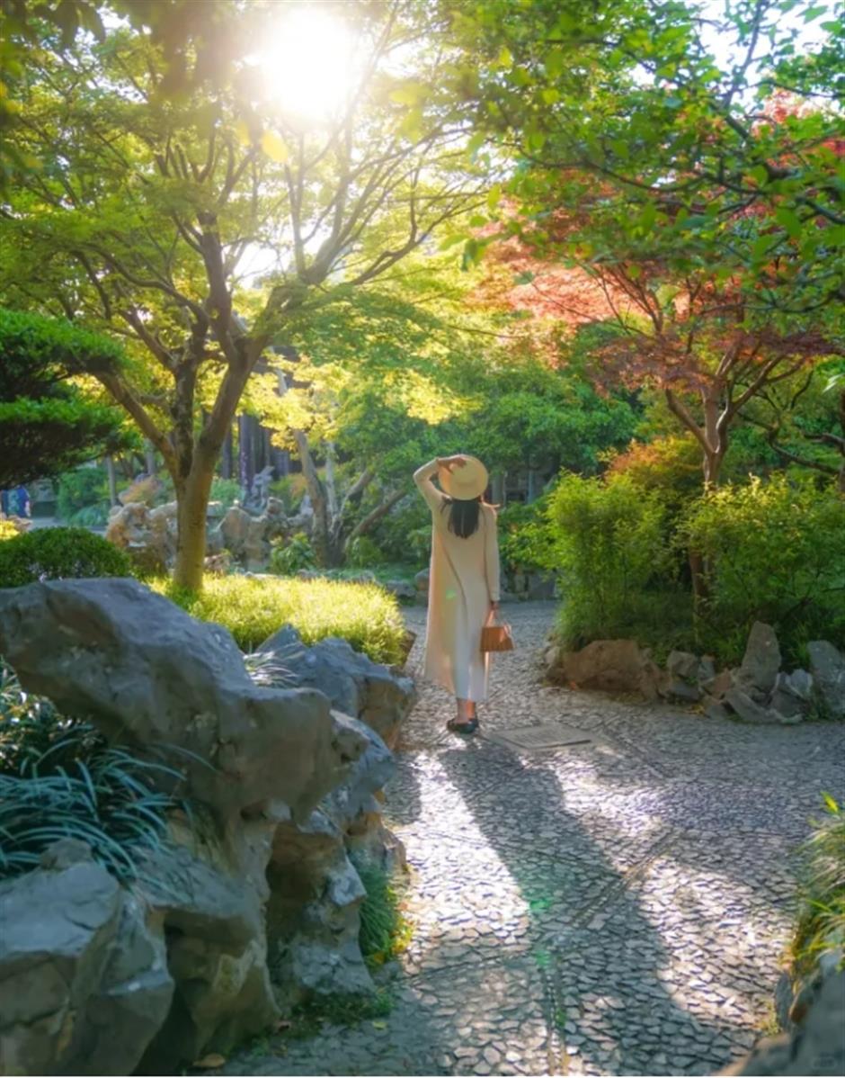 木绣球盛放!来上海市中心这座古典园林免费赏花