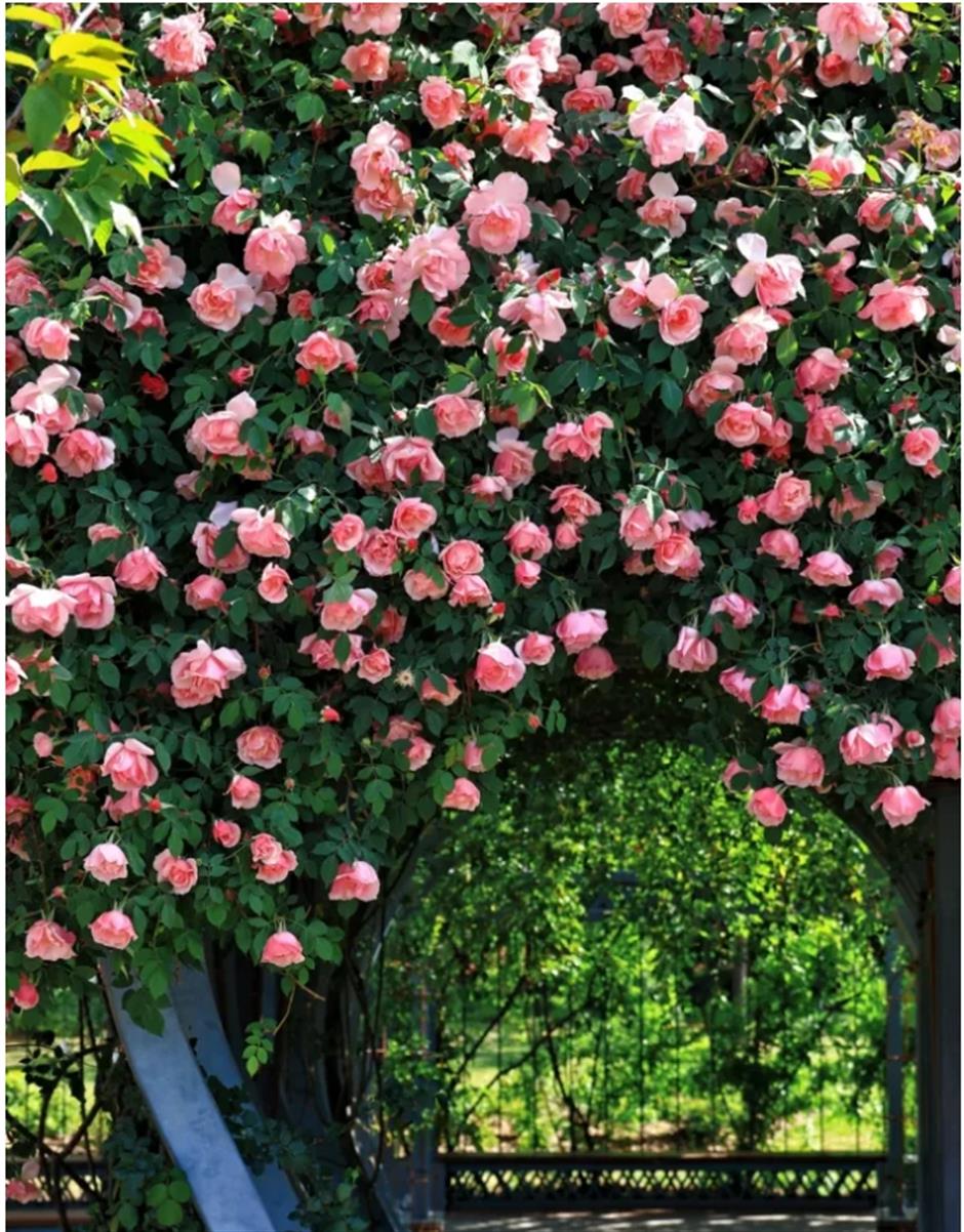 上海市區第一波月季花開了!愛心拱門超浪漫超出片免費打卡