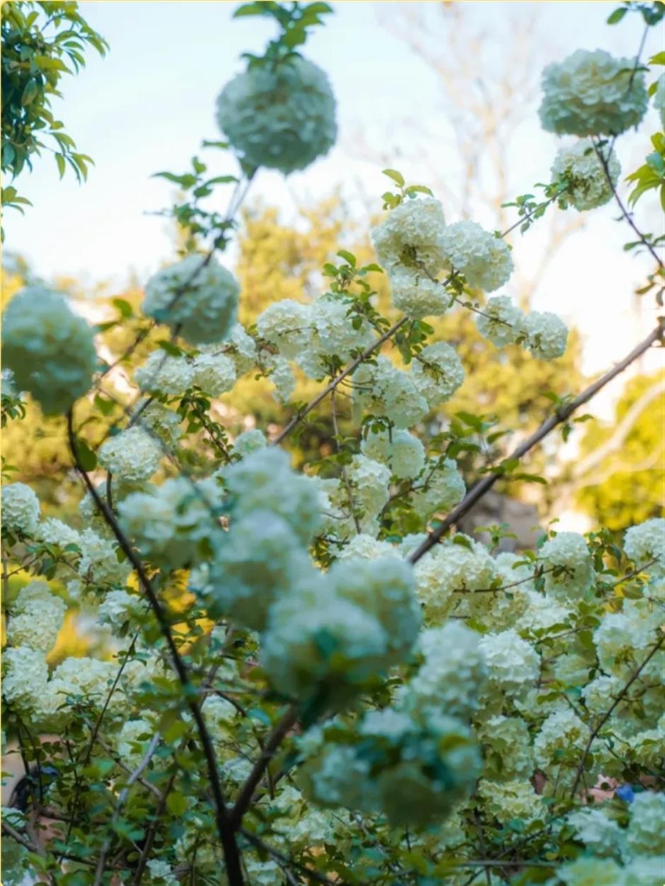 木绣球盛放!来上海市中心这座古典园林免费赏花