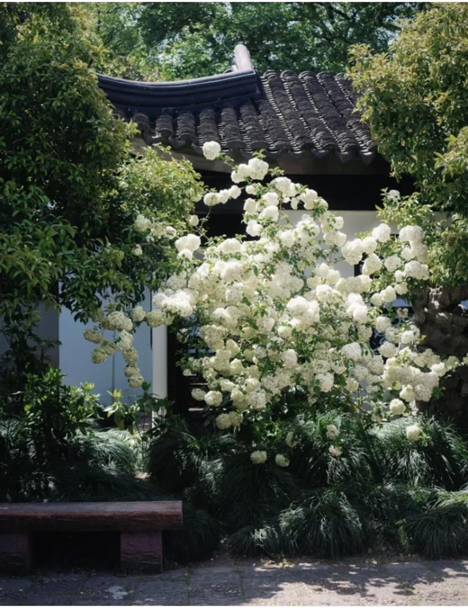 木绣球盛放!来上海市中心这座古典园林免费赏花