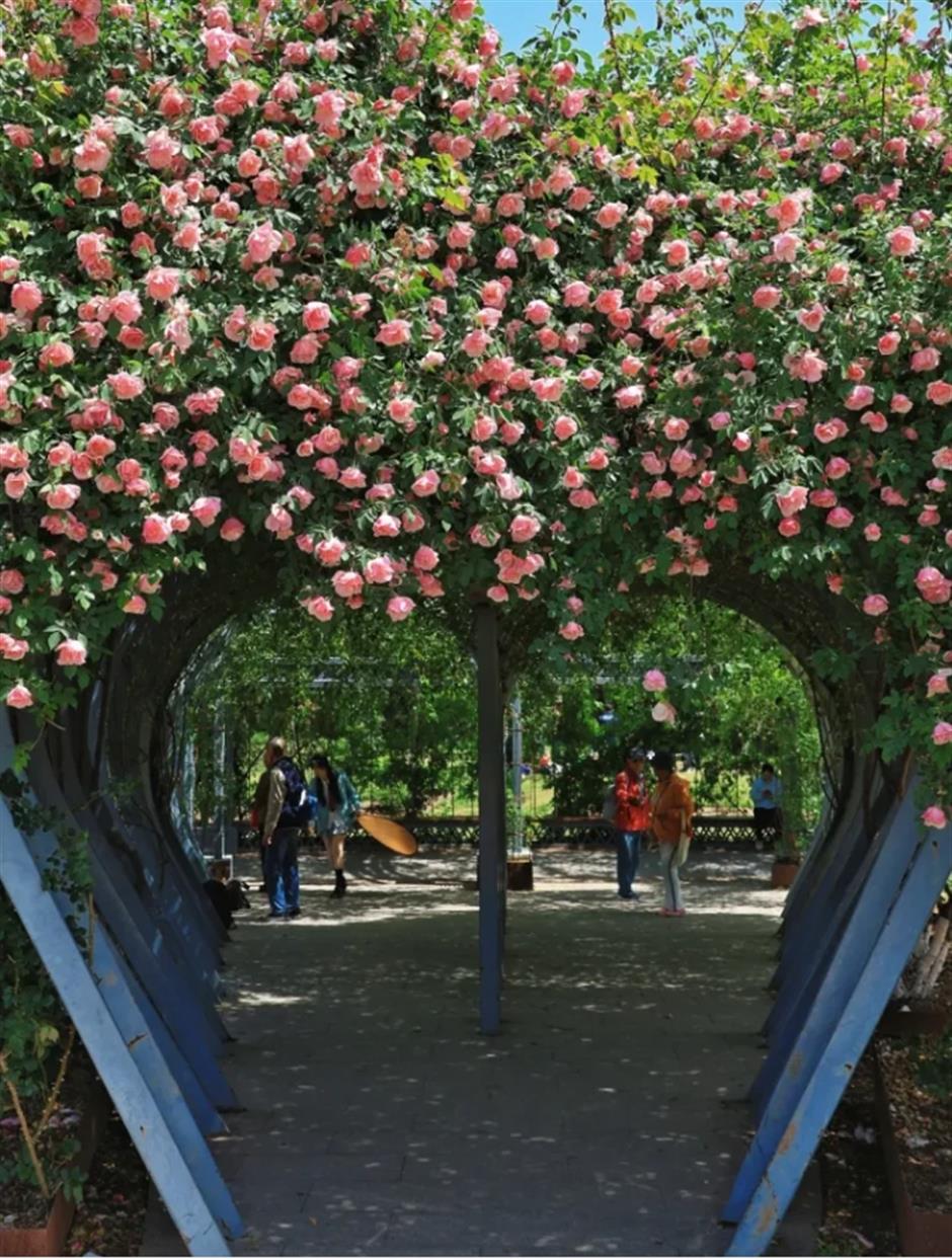上海市區第一波月季花開了!愛心拱門超浪漫超出片免費打卡