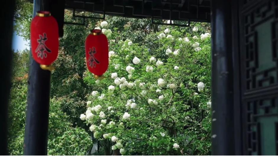 木绣球盛放!来上海市中心这座古典园林免费赏花