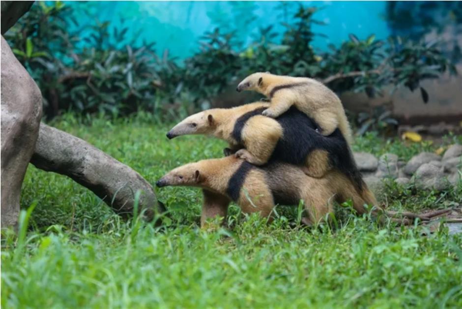 超美超萌超可愛! 上海各景點周邊又雙叒叕上新!