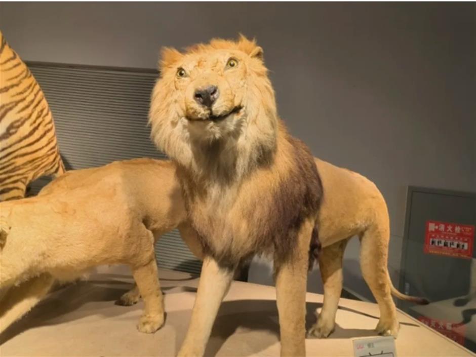 超美超萌超可愛! 上海各景點周邊又雙叒叕上新!