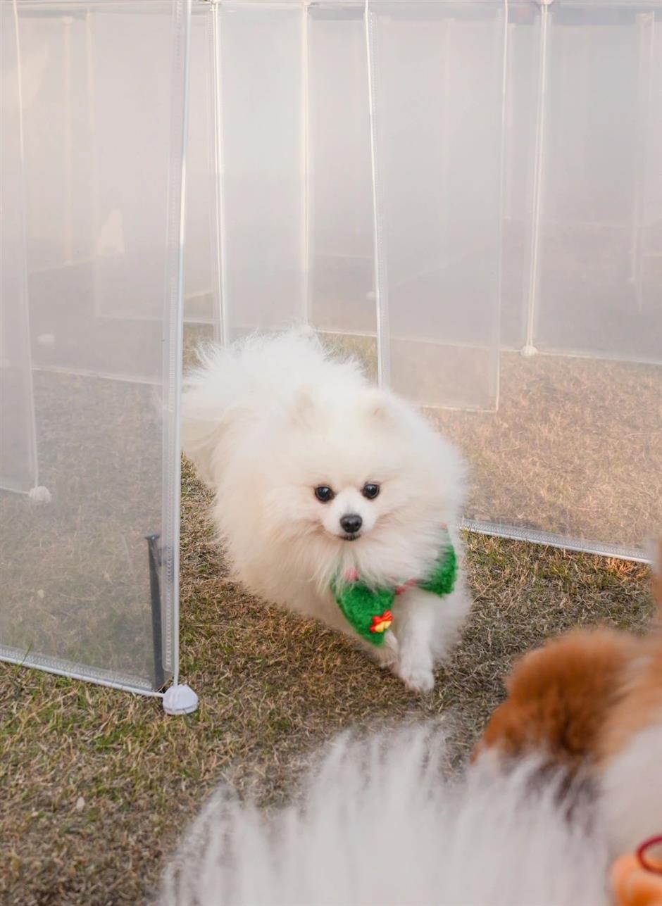Where to take your pet this May Day holiday?
