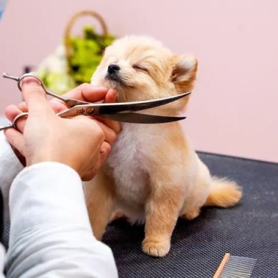 Where to take your pet this May Day holiday?