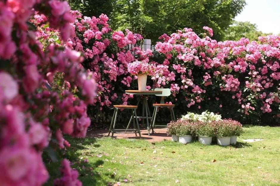 上海這些公園的百花盛宴,好像闖入油畫裡的春天 | 樂遊上海·五一