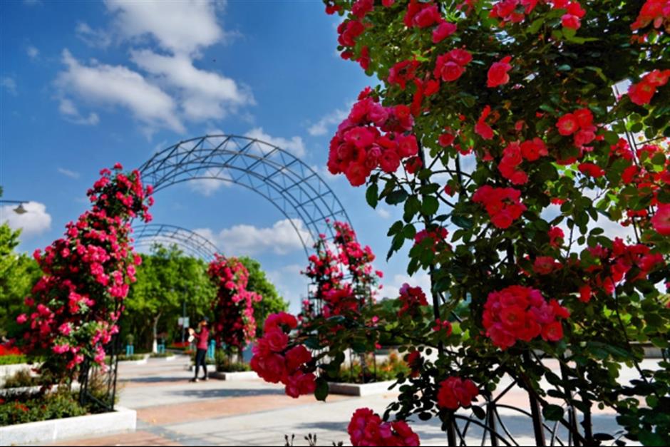 上海這些公園的百花盛宴,好像闖入油畫裡的春天 | 樂遊上海·五一