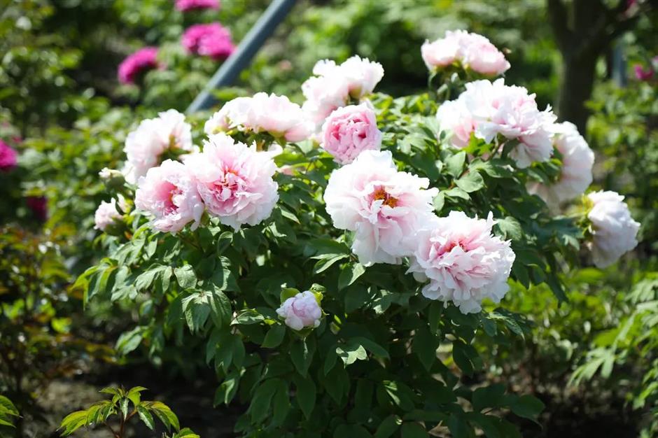 上海這些公園的百花盛宴,好像闖入油畫裡的春天 | 樂遊上海·五一