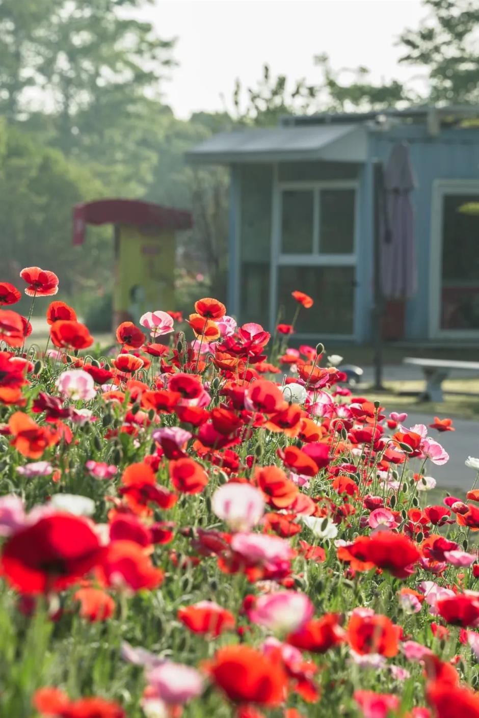 上海這些公園的百花盛宴,好像闖入油畫裡的春天 | 樂遊上海·五一