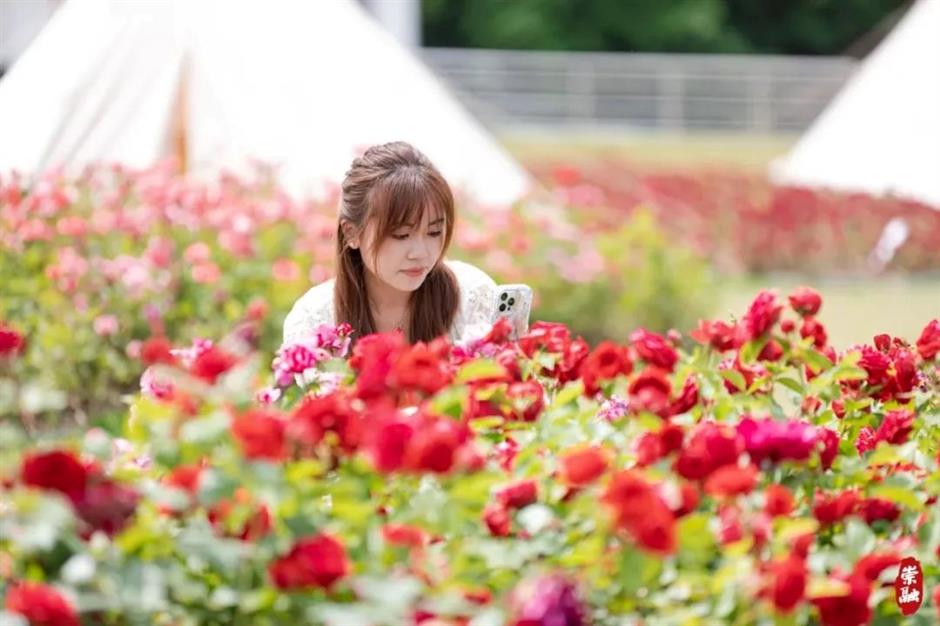 上海這些公園的百花盛宴,好像闖入油畫裡的春天 | 樂遊上海·五一