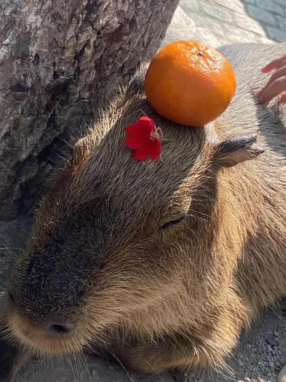 冲啊!五一动物园那么多