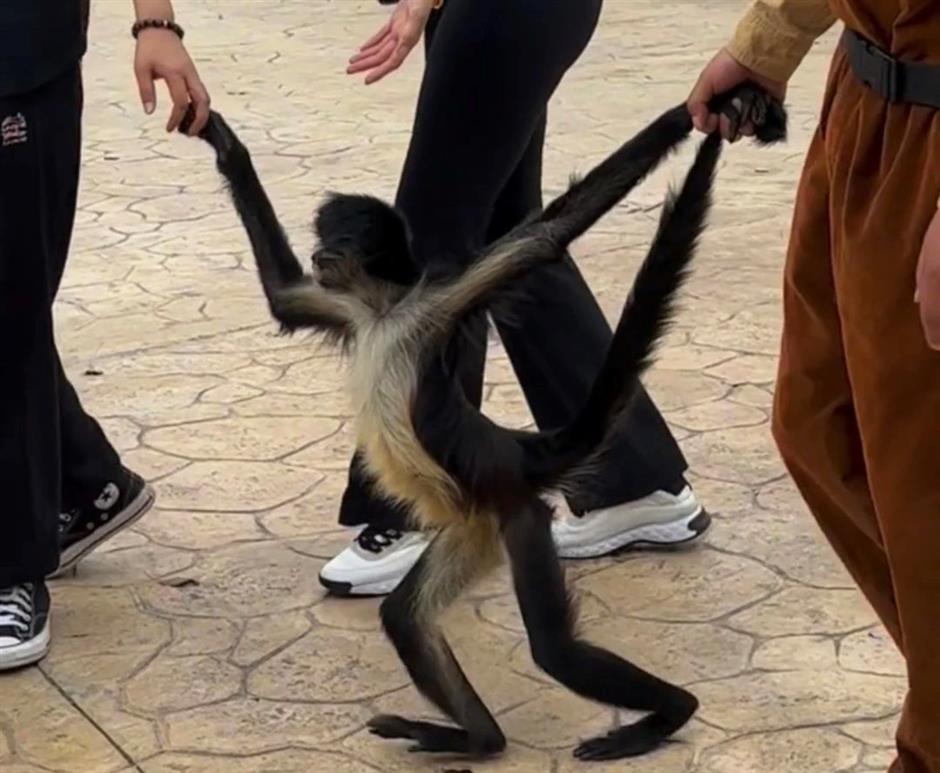 冲啊!五一动物园那么多