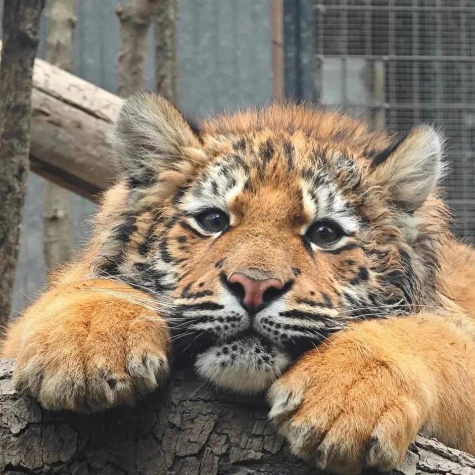 冲啊!五一动物园那么多