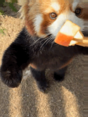 冲啊!五一动物园那么多