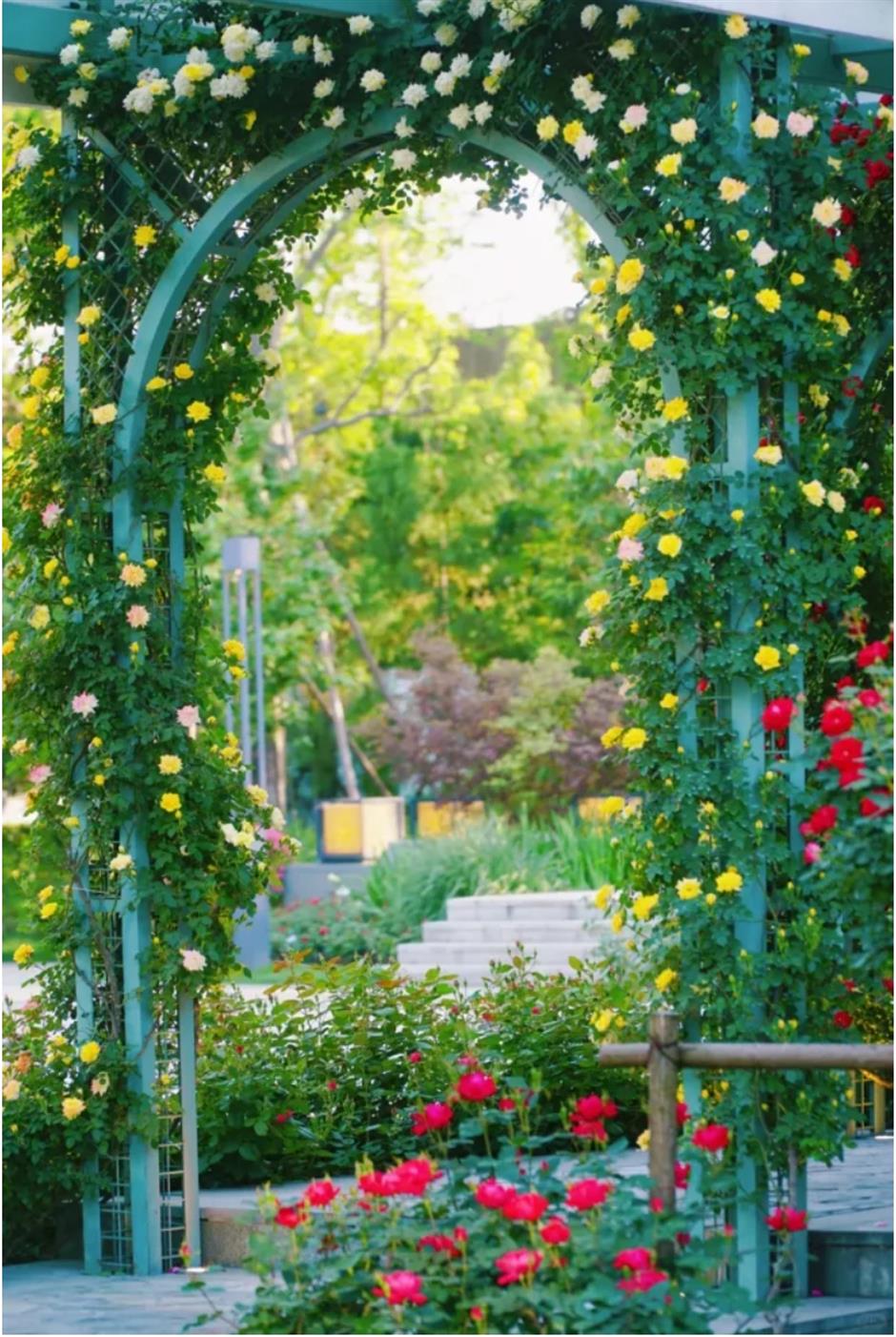 上海這幾處月季花海,承包你的浪漫假期!