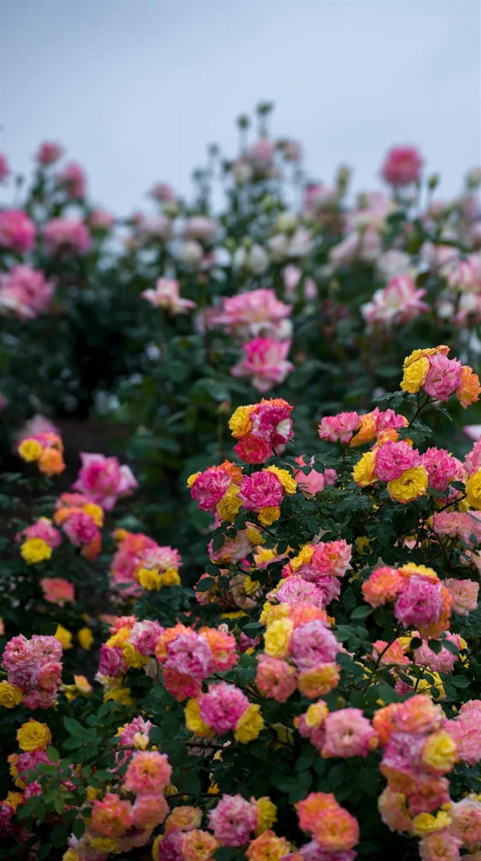 上海這幾處月季花海,承包你的浪漫假期!