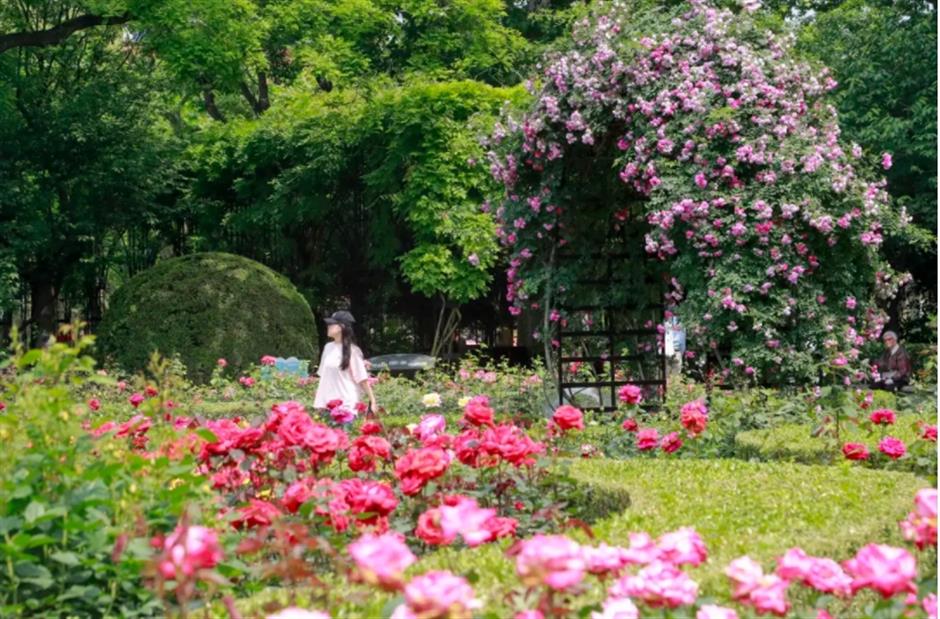 上海這幾處月季花海,承包你的浪漫假期!