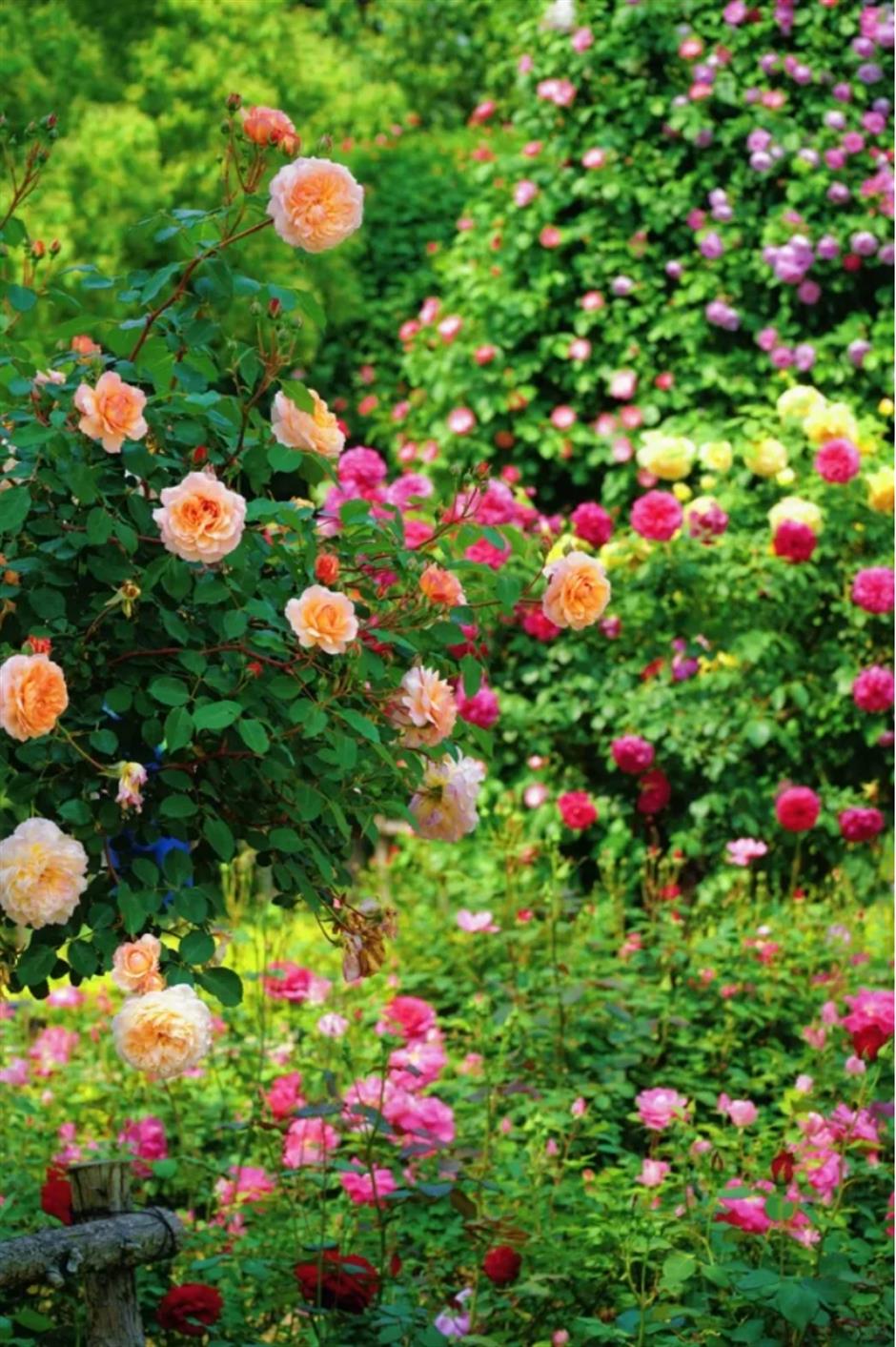 上海這幾處月季花海,承包你的浪漫假期!