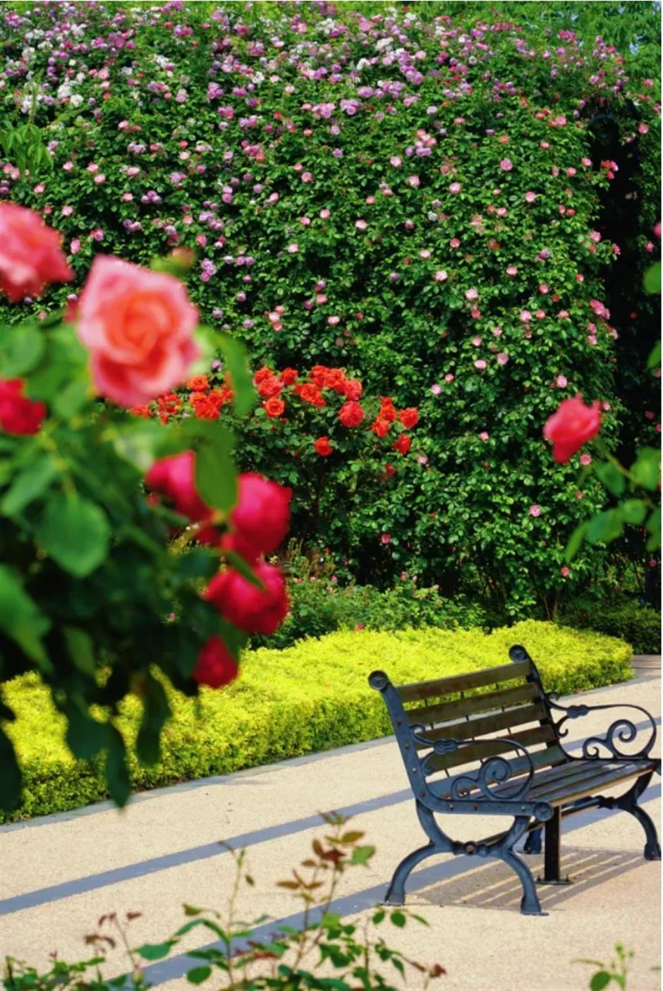 上海這幾處月季花海,承包你的浪漫假期!