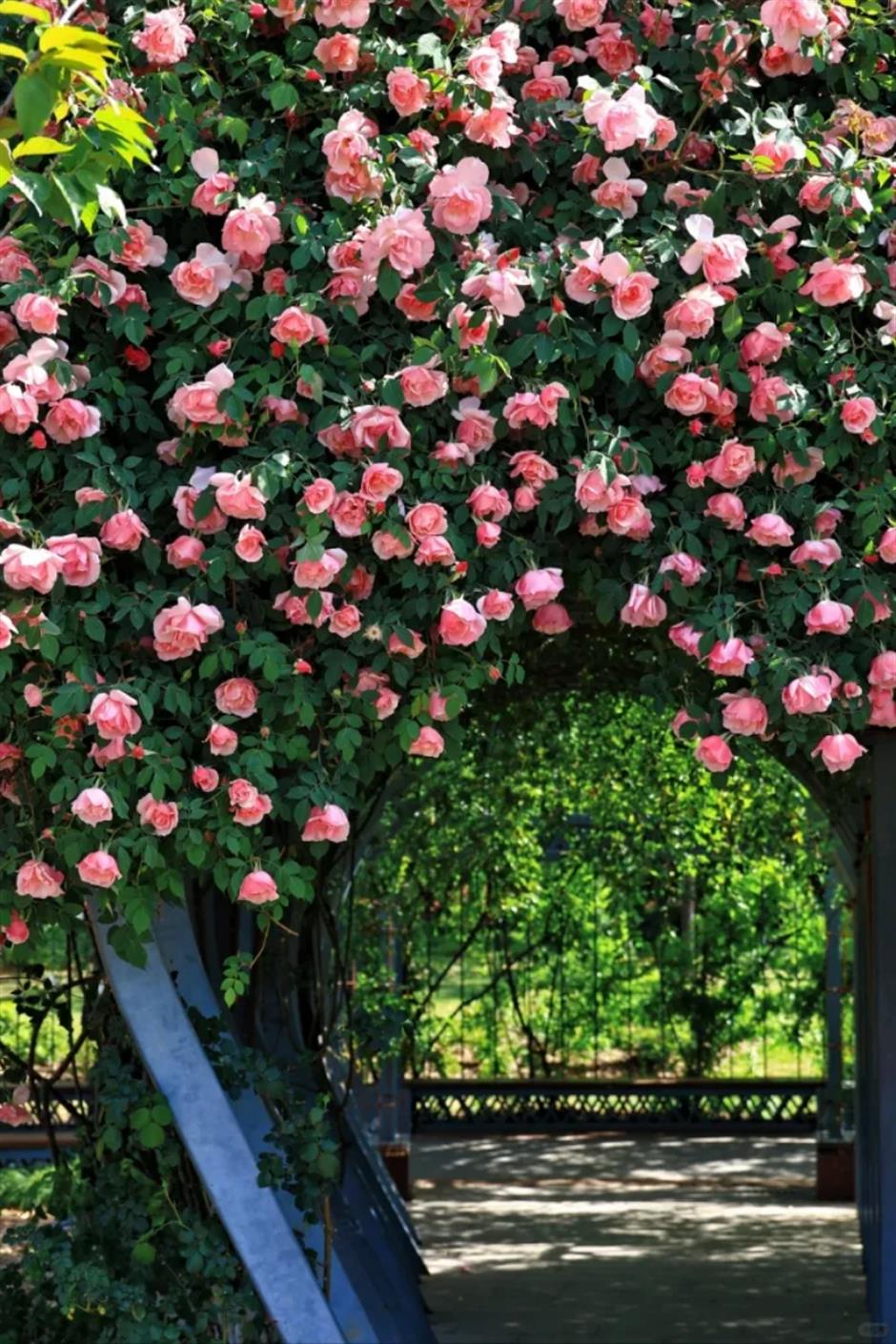 上海這幾處月季花海,承包你的浪漫假期!