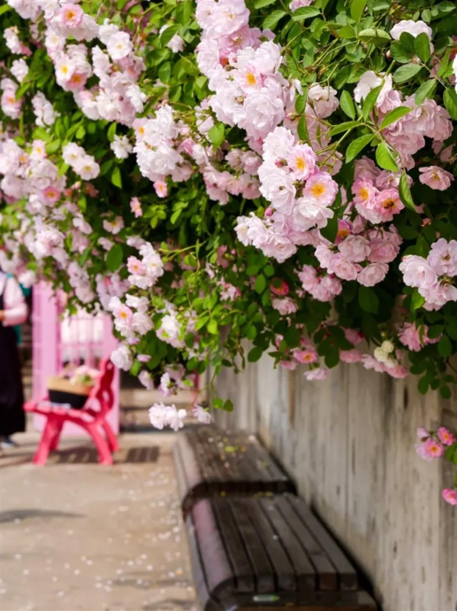 上海這幾處月季花海,承包你的浪漫假期!