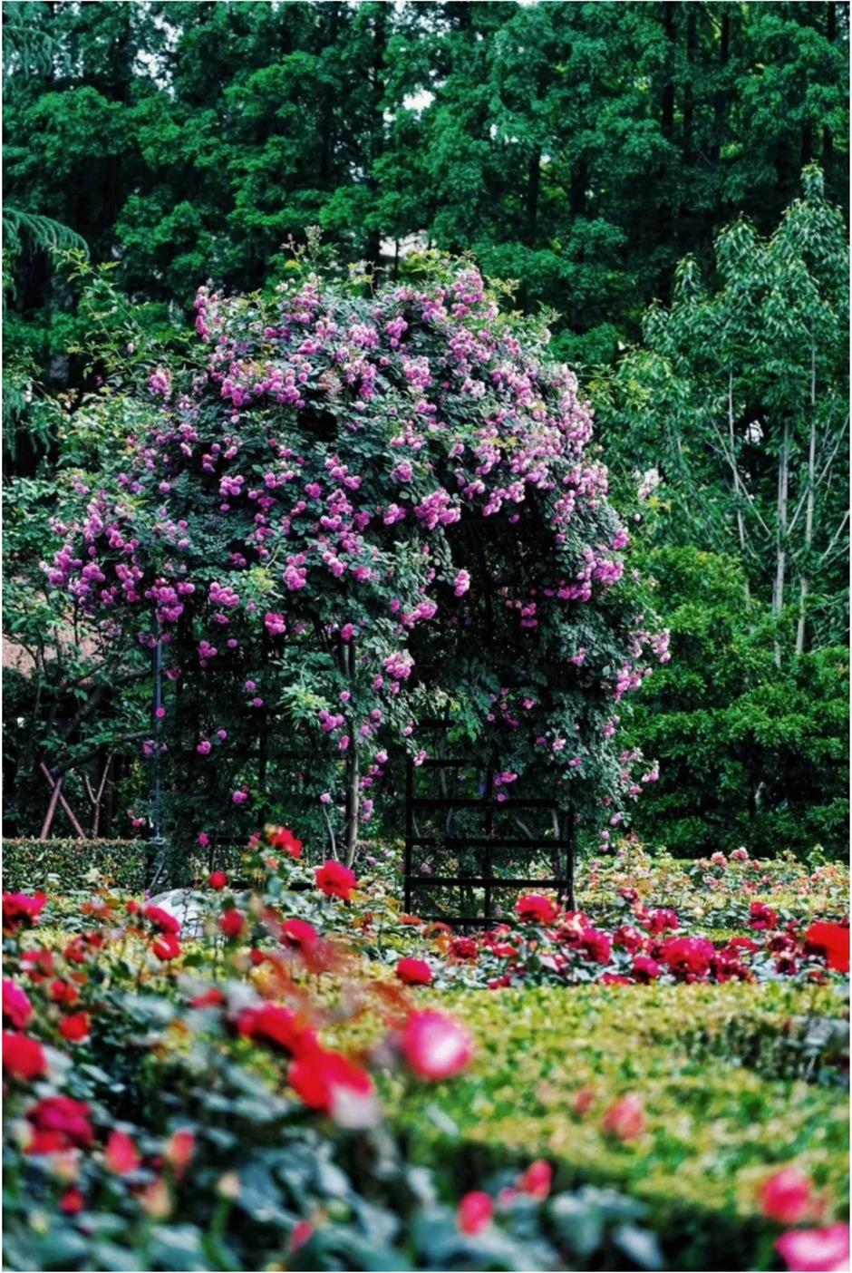 上海這幾處月季花海,承包你的浪漫假期!