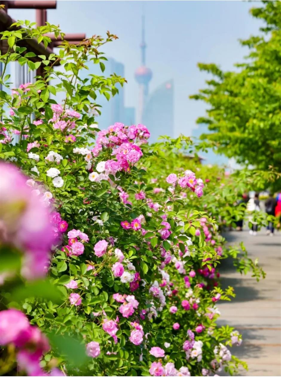 上海這幾處月季花海,承包你的浪漫假期!